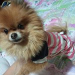 뽀미를 찾아주세요. 뽀미 데려가신분!! 포메라이언