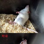 우리집 고양이 세마리 소개해요! [사진有스압쩔but90%사진]