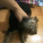 길 잃은 <b>요크셔</b> 주인을 찾습니다..