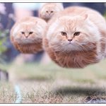 ●호주에서 인도사람한테 사기당할뻔한 사연ㅠ