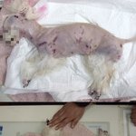 (서명해주세요) 동물병원에서 미용을 받다가 끔찍한 상처를 입고 죽은...