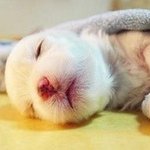 귀엽게 자고 있는 <b>동물</b>들 사진 모음 +_+