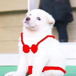 신쀵