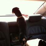 강아지와 서열싸움에서 졌습니다.....2탄