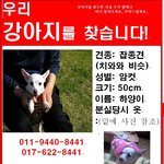 우리 강아지를 애타게 찾습니다..이 글 퍼트려주세요..