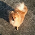 경남 마산시 교방동 육일약국부근 포메라<b>이언</b> 男아를 찾습니다 !!