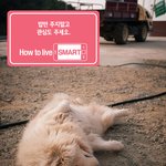<b>이</b> <b>강아지</b>... 죽을걸까요? 죽은척 하는걸까요..