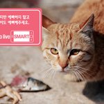 오늘 <b>도둑</b>고양이와 눈을 마주쳤어요..고양이가 사람을 가만히 있는데...