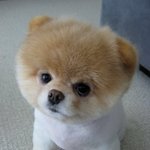 <b>세계</b>적인 인기를 얻고있는 귀여운 강아지, boo