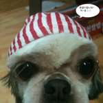 심심하죠? <b>울</b><b>집</b> 애기랍니다. ^^ 신랑구해요~