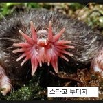 세계에서 가장 못생긴 <b>동물</b>들
