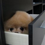 강아지