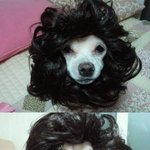 우리 강아지 좀 <b>시크</b>하죠?(사진 有)