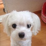 ◆◇◆[사진많음]전 강아지와사귀고있습니다◆◇◆