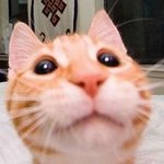 고양이들의 재밌고 <b>다양</b>한 표정들
