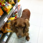 ★☆★[사진有] !!경기도 <b>하남시</b> 강아지 주인을 찾습니다!!★☆★