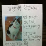 고양이좀 찾아주세요 아니 제보해주세요.. 제발 의정부시 용현동입니다...