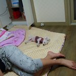 개판) 아기 멍멍이에게 막말하던 무개념 ㅅ ㅔ놈