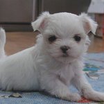 (사진,동영상有有) 우리집 개님을 소개합니다