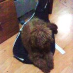 강아지 사랑이를 찾아주세요 ㅠㅠ