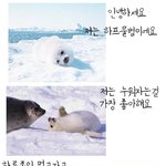 <b>하프</b>물범이야기