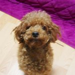 강아지좀 찾아주세요 ( 사진 첨부有)