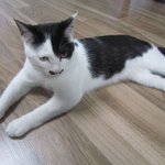 ♥고양이 <b>집사</b>의 에피소드♥