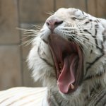 흐아<b>아아</b>