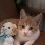 ▶▶▶▶우리집 고양이!◀◀◀◀