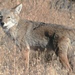 코요테를 모르는 병신을 위한 코요테 설명