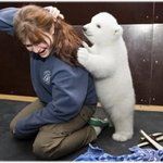 북금곰이 여자머리 쥐어 뜯는 장면 (심장약한사람 <b>클릭</b>금지)