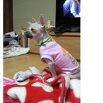 (부산)강아지 찾아요! 털깎은 <b>포</b><b>메</b> 라이언 ㅜㅜㅜㅜㅜㅜ