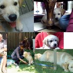 ♥사진잇음♥ 우리 아빠와 강아지의 웃긴 생활들..