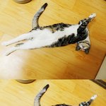 심ㅅ미하니까 인증