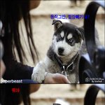 <b>애완</b>동물은 이정도 시크한 아이로 키워줘야함
