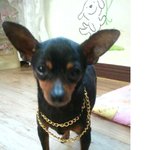 (광명시 철산1동)저희 강아지를찾아요 제발도와주세요..