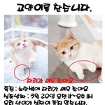 <b>홍대</b>에서 잃어버린 고양이를 찾습니다!!!ㅠㅠ