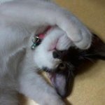(사진有)☆★☆제발 읽어주세요☆★☆고양이 무료<b>분양</b>~!!