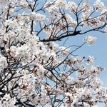 ★ 2010년에 다녀온 나의 봄여행지들 ★