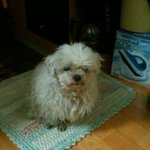 전북 <b>익산</b> 신동 근처 유기견을 발견했습니다 작은관심 부탁드립니다...