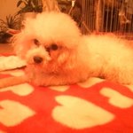 사진有)죽었다 살아난 우리집 개님ㅋ..