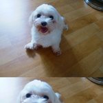 ※ 우리집 강아지 <b>진이</b>를 소개합니다! ※