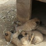 ★★순수<b>토종</b>x개님들의 판치는 이야기(사진有)★★★