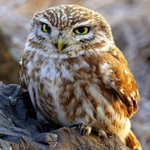 24시간 심심한 <b>올빼미</b>~