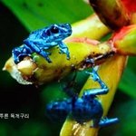 열대우림의 희귀 <b>동물</b>들