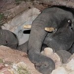 불쌍하면서 웃긴 동물들의 <b>수난</b>시대