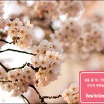 벚꽃 축제 있잖아요? how <b>to</b> live smart