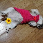 우리집 씨쮸의 <b>시체</b>놀이^^