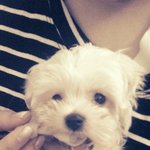 사진有엄마가 두부를 좋아해 제이름은 두부입니다.