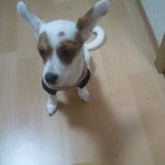 [4] 우리집 활력소 <b>복</b>숭이를 소개합니다 (( 사진有동영상有